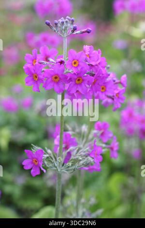 Candelabra primrose. Primula beesiana. Bee's primrose flowers in a damp, early summer garden border. Stock Photo