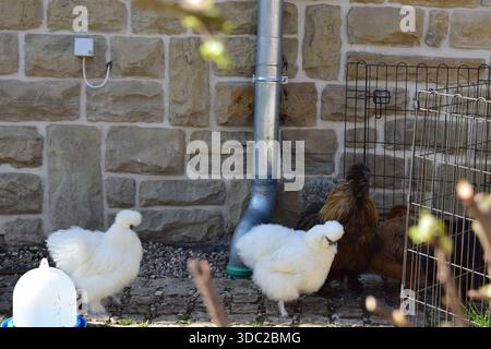 some urban chicken in a garden Stock Photo
