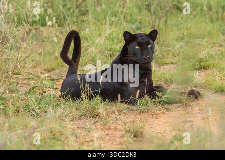 Melanistic Leopard (Panthera pardus) Giza in Ol Doinyo Lemboro Conservancy, Kenya Stock Photo