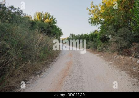 Dusty dirt road cutting through sun-drenched olive groves in a Mediterranean summer Stock Photo