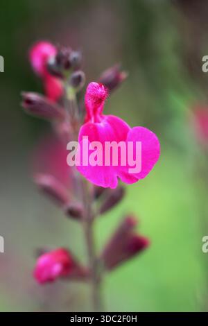Salvia x jamensis 'Raspberry Royale. Also known as Salvia greggii ...