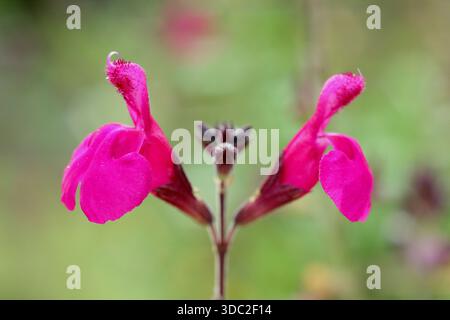 Salvia x jamensis 'Raspberry Royale. Also known as Salvia greggii ...