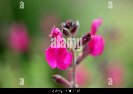 Salvia x jamensis 'Raspberry Royale' Stock Photo - Alamy