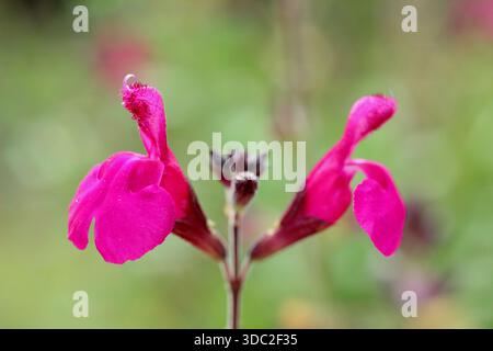 Salvia x jamensis 'Raspberry Royale' Stock Photo - Alamy