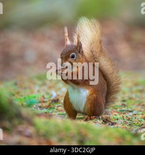 A red Squirrel (Sciurus vulgaris) looking for food in a clearing in the woods on Brownsea Island, Poole Harbour, Dorset, England, UK Stock Photo