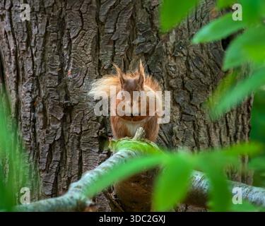 A red Squirrel (Sciurus vulgaris) looking for food in a clearing in the woods on Brownsea Island, Poole Harbour, Dorset, England, UK Stock Photo