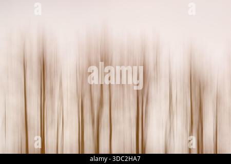Abstract modern surreal backgroung. Blurred trees. Stock Photo