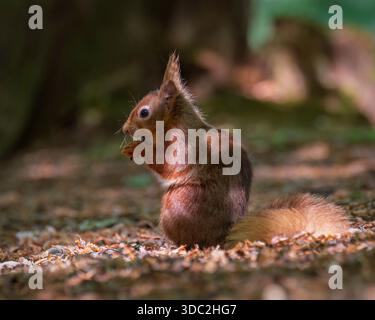A red Squirrel (Sciurus vulgaris) looking for food in a clearing in the woods on Brownsea Island, Poole Harbour, Dorset, England, UK Stock Photo