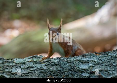 A red Squirrel (Sciurus vulgaris) looking for food in a clearing in the woods on Brownsea Island, Poole Harbour, Dorset, England, UK Stock Photo