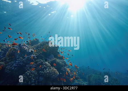 Life-giving sunlight underwater. Sun beams shinning underwater on the tropical coral reef. Ecosystem and environment conservation concept. Stock Photo