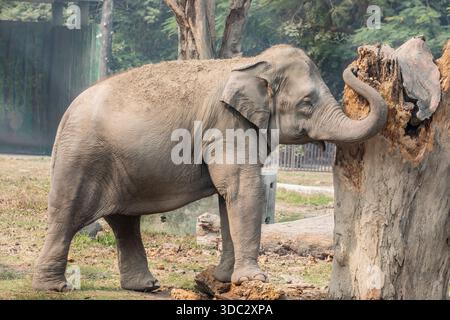 ㊄Exotic India Elephant Statueta Decorativa - Elefant Indian – Exotique Romania
