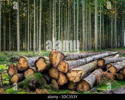 timber logs in forest Stock Photo