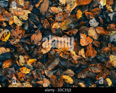 A carpet of orange autumn leaves Stock Photo