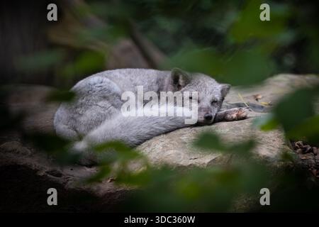 A polar fox cub sleeping on a rock Stock Photo