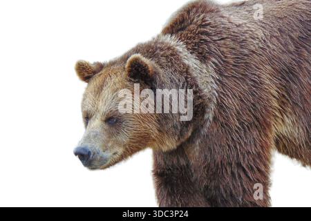 Brown bear isolated on white background Stock Photo