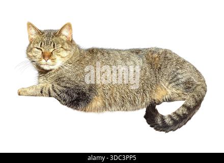 Gray cat isolated on white background Stock Photo