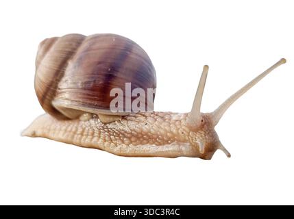 Snail isolated on white background Stock Photo