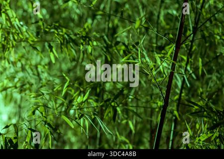 Blurred bamboo grove with luminous leaves and stems, capturing a dreamy and lush natural backdrop. Stock Photo