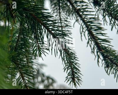 Close-up of fir tree branches with fresh green needles against a soft blurred background. Natural evergreen texture ideal for nature, forest, winter, Stock Photo