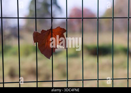 Brown maple leaf adhered to a green fence wire, with out-of-focus grassy area and autumn-hued trees in the backdrop. Stock Photo