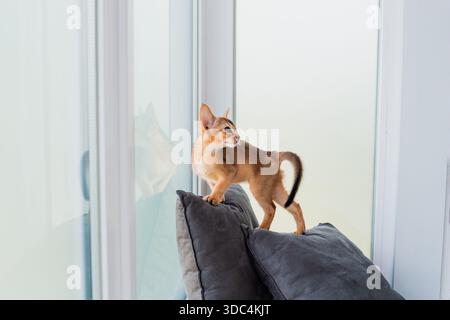 Two month old cinnamon abyssinian cat at home. Beautiful purebred short haired kitten on grey cushions. Close up, copy space, background. Stock Photo