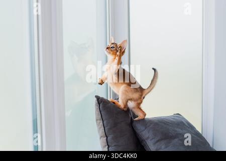 Two month old cinnamon abyssinian cat at home. Beautiful purebred short haired kitten on grey cushions. Close up, copy space, background. Stock Photo