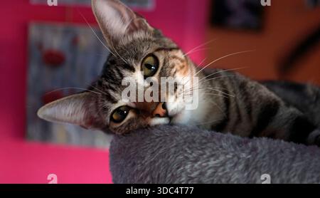 Tabby cat resting peacefully on a soft gray cat tower, looking with green eyes Stock Photo