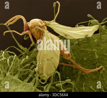 Gnat trapped in sundew. Coloured scanning electron micrograph (SEM) of a gnat trapped on a leaf of a sundew (Drosera). Sundew ensnares its prey by means of tentacles topped with globular sticky glands. Glue strands simultaneously attract and hold the insect fast. Subsequent struggle stimulates the tentacles, which slowly move in, entangling the insect. Enzymes are secreted to digest the insect's body. This mechanism has evolved to supplement the diet of the sundew, which grows in mineral-deficient environments such as uplands and bogs. Magnification: x30 when printed 10cm wide. Stock Photo