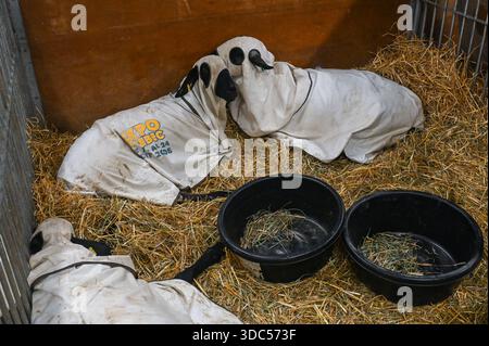 Toronto, ON, Canada - November 14, 2025: Valais Blacknose sheep wearing blankets lying on a bed of straw inside a stall at an agricultural fair exhibi Stock Photo