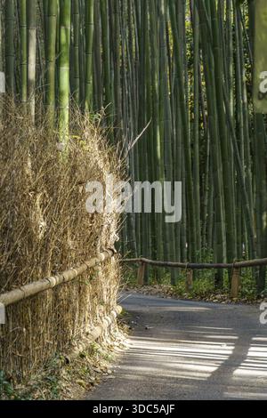 A quiet trail leads through a thick bamboo forest illuminated by soft sunlight, Kyoto, Japan Stock Photo