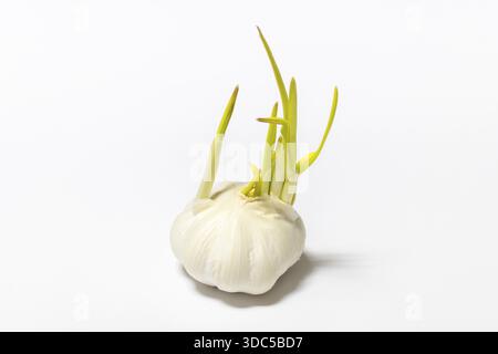 Garlic with long, green sprouts, with a prelight background Stock Photo