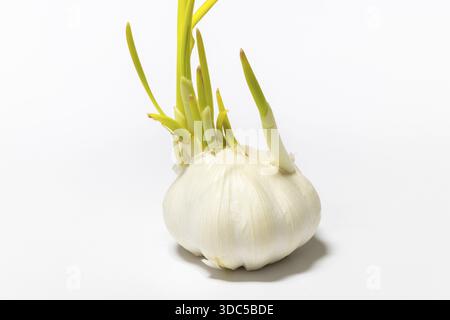 Garlic with short green sprouts that grow in different directions Stock Photo