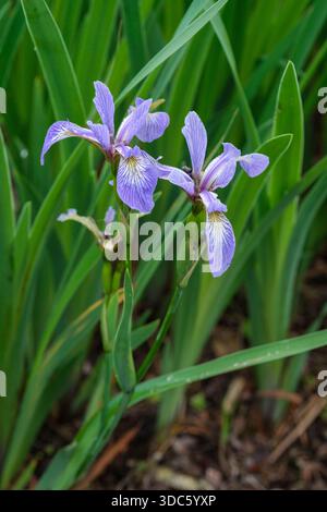 Iris versicolor, blue flag, bluish-purple flowers, the falls have veined white basal patch Stock Photo