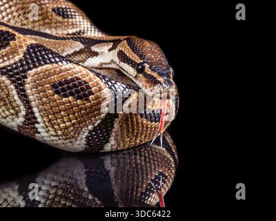 This Burmese python was displayed in a dark studio. The reflections from it were most satisfactory. Stock Photo