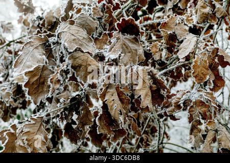Winter landscape background. Frost on tree branches with dry oak leaves in winter forest, icy mist. Winter fog in Central Europe. Stock Photo