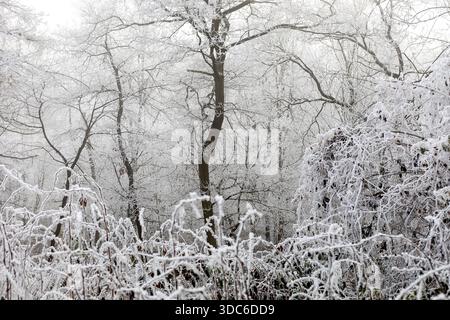 Winter landscape background. Frost on tree branches in winter forest, icy mist. Winter fog in Central Europe. Stock Photo