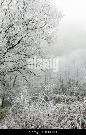 tree in a winter landscape on a cold winter day tree in a winter ...