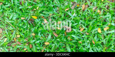Top view and full frame of green grass background texture with dry leaves is used as natureal background texture. Stock Photo
