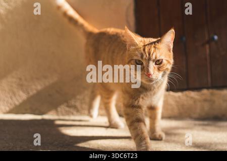 Ginger tabby cat walking confidently towards the camera in warm natural sunlight, with a rustic wall and wooden door in the background. Stock Photo