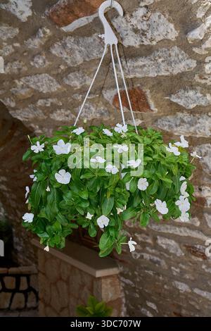 Beautiful white periwinkle blossoms blooming in a hanging basket under a stone arch Stock Photo