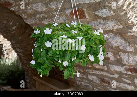 Beautiful hanging basket with white vinca flowers in front of a rustic stone wall Stock Photo