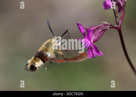Hummelschwärmer, Hummel-Schwärmer, im Schwirrflug, Flug, fliegend vor Blüte, Pechnelke, Silene viscaria, Nektarsuche, Blütenbesuch, Bestäubung, Saugrü Stock Photo