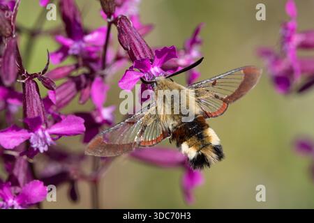 Hummelschwärmer, Hummel-Schwärmer, im Schwirrflug, Flug, fliegend vor Blüte, Pechnelke, Silene viscaria, Nektarsuche, Blütenbesuch, Bestäubung, Saugrü Stock Photo