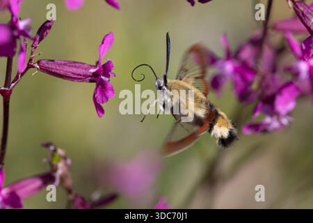 Hummelschwärmer, Hummel-Schwärmer, im Schwirrflug, Flug, fliegend vor Blüte, Pechnelke, Silene viscaria, Nektarsuche, Blütenbesuch, Bestäubung, Saugrü Stock Photo