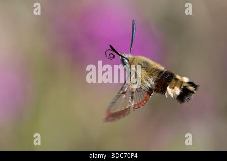 Hummelschwärmer, Hummel-Schwärmer, im Schwirrflug, Flug, fliegend vor Blüte, Pechnelke, Silene viscaria, Nektarsuche, Blütenbesuch, Bestäubung, Saugrü Stock Photo