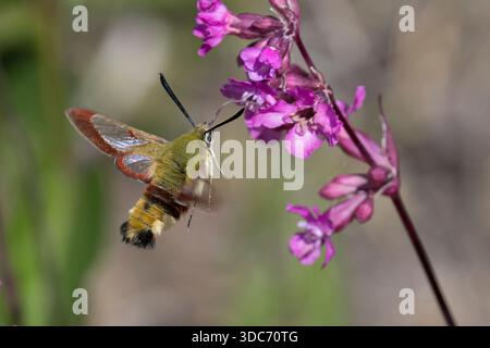 Hummelschwärmer, Hummel-Schwärmer, im Schwirrflug, Flug, fliegend vor Blüte, Pechnelke, Silene viscaria, Nektarsuche, Blütenbesuch, Bestäubung, Saugrü Stock Photo