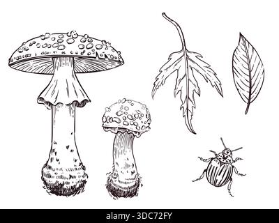 A set of vector illustrations. Fly agarics of different sizes, leaves, beetle, everything is hand-drawn in vector. For coloring books, printing on Stock Vector