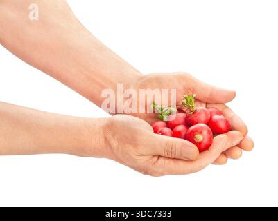 radish in hand path isolated on white Stock Photo