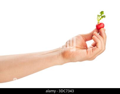 radish in hand path isolated on white Stock Photo