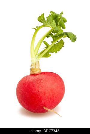 radish path isolated on white Stock Photo